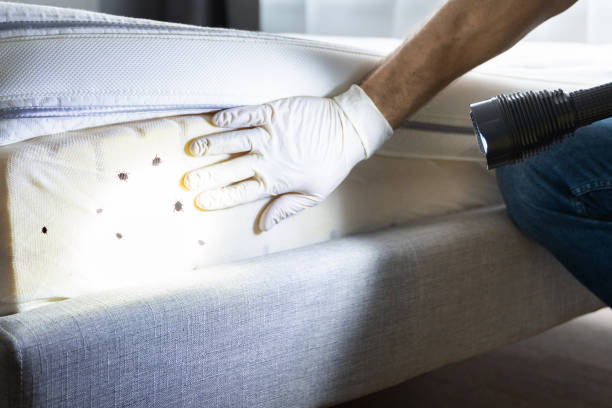 Best Local Pest Control Services  in Salem, IN
